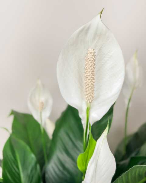 Flower Flower
