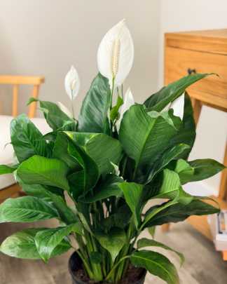 Spathiphyllum Maracay