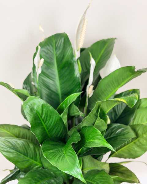 Foliage Foliage