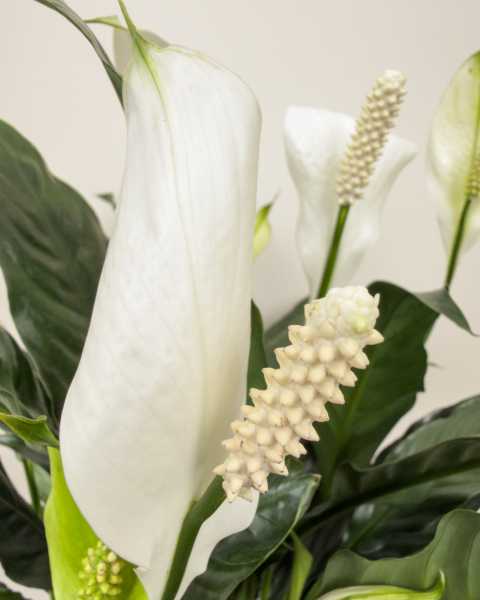 Flower 2 Flower 2