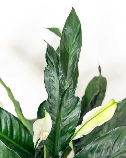 Foliage Foliage
