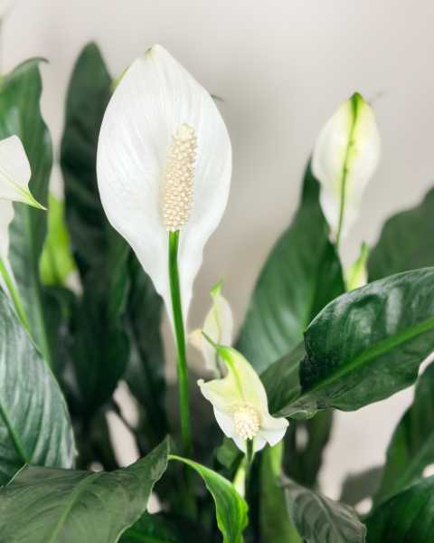 Flower 1 Flower 1