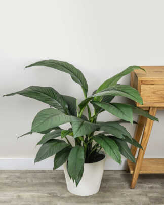 Spathiphyllum Sensation