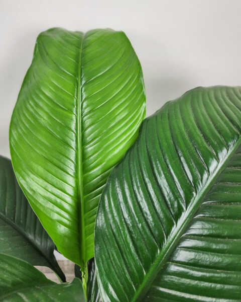 Foliage