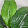 Spathiphyllum Sensation