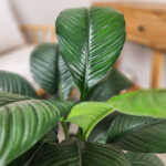 Spathiphyllum Sensation