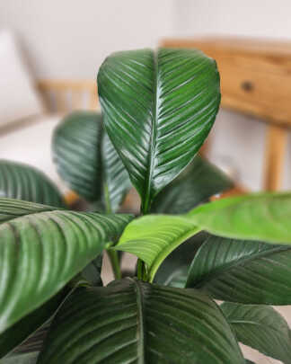 Spathiphyllum Sensation