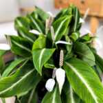 Spathiphyllum Silver Streak