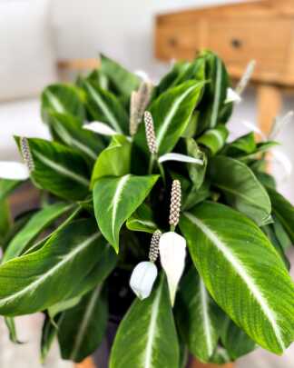 Spathiphyllum Silver Streak