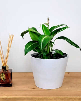 Spathiphyllum silver streak