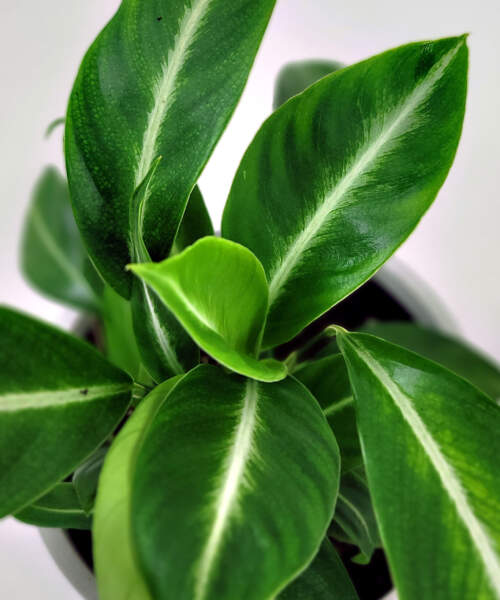 Foliage Foliage