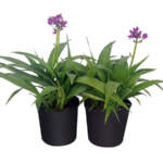 spathoglottis sorbet moonlit grape large