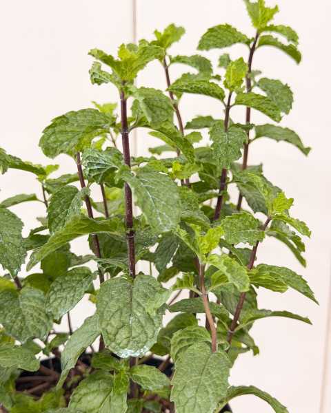 Foliage Foliage