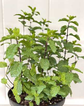 Spearmint (tea)