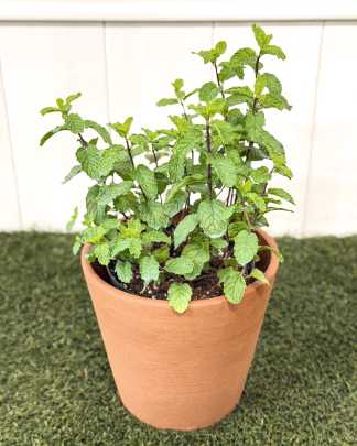 Spearmint (tea) - Medium
