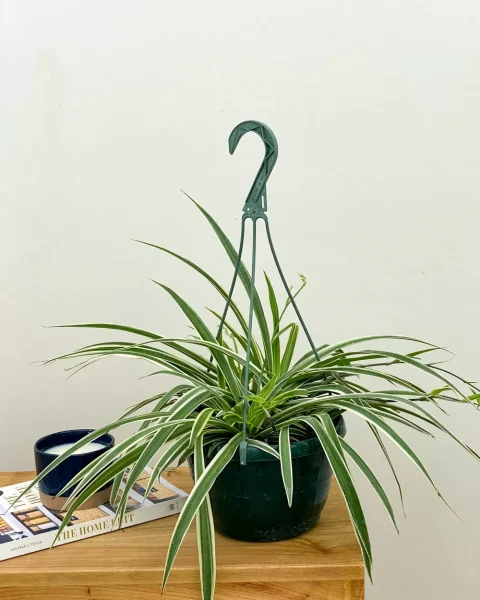 Large HB Spider Plant