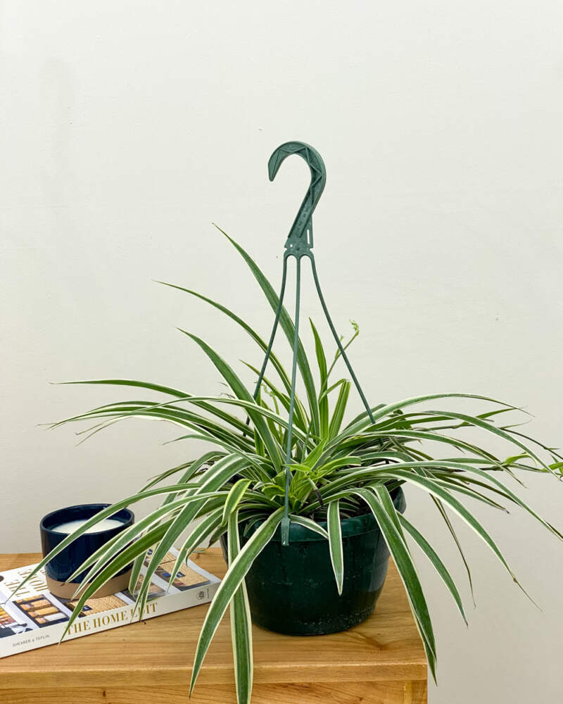 Large Spider Plant 'Reverse' (Chlorophytum comosum) – Rooted