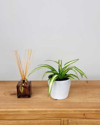 Spider Plant