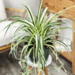 Spider Plant