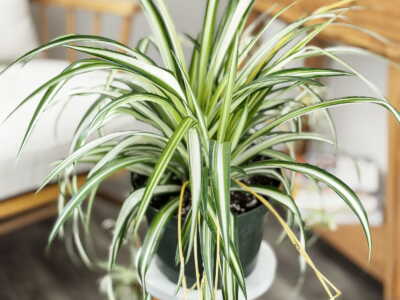 Spider Plant