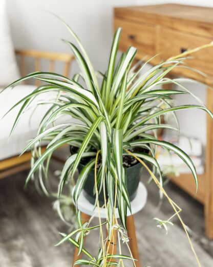 swiss cheese plant for sale near me Monstera Deliciosa "Swiss Cheese"