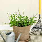 stachytarpheta jamaicensis