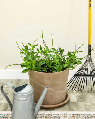 stachytarpheta jamaicensis