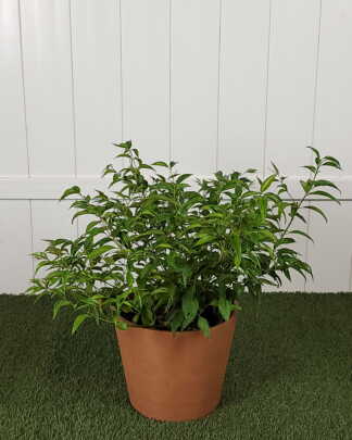 Star Jasmine