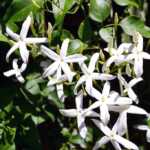 Star jasmine