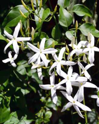 Star jasmine