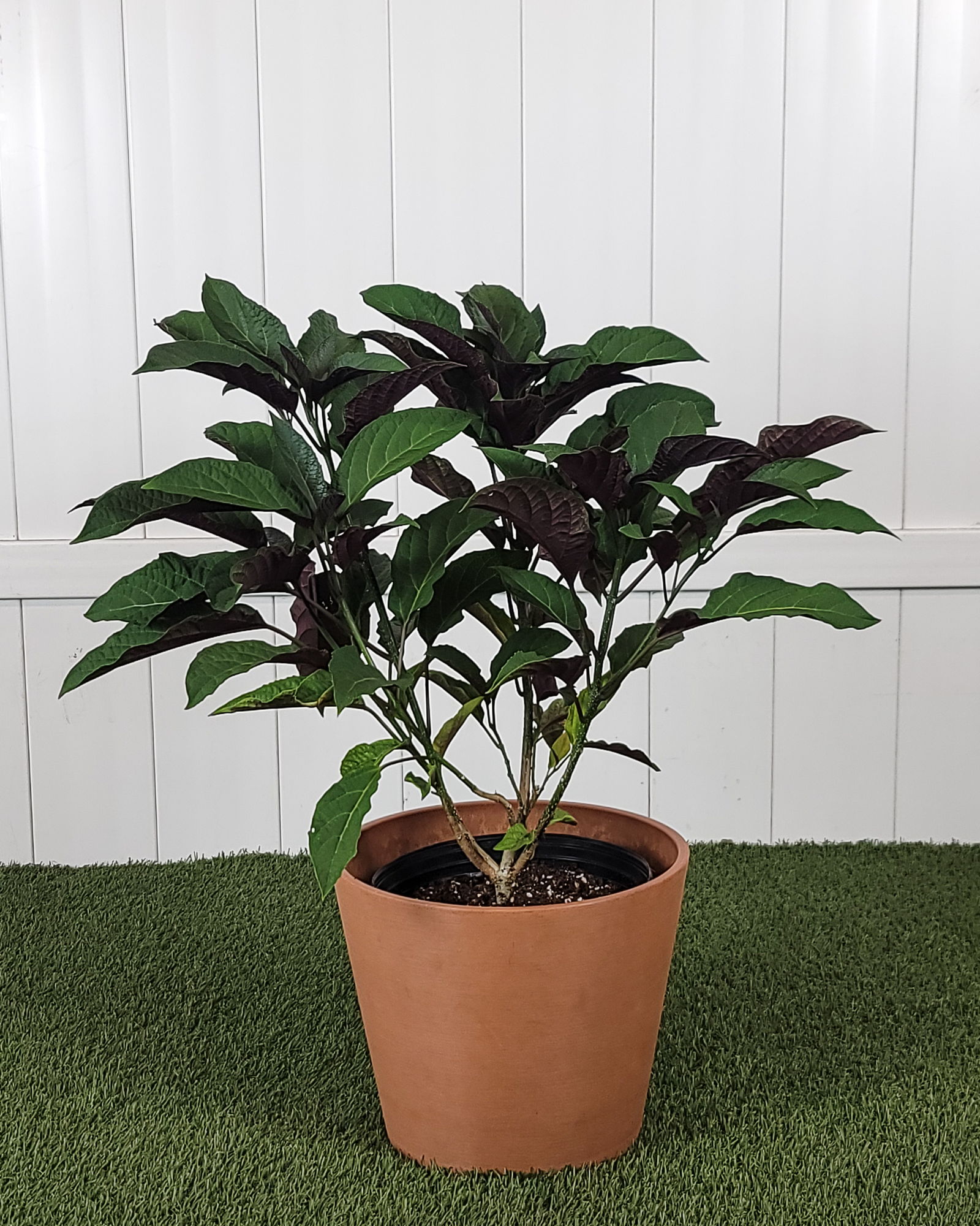 planting miscanthus Miscanthus sinensis (Maiden grass) | Outdoor Plant main image 0