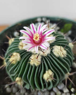 Stenocactus multicostatus