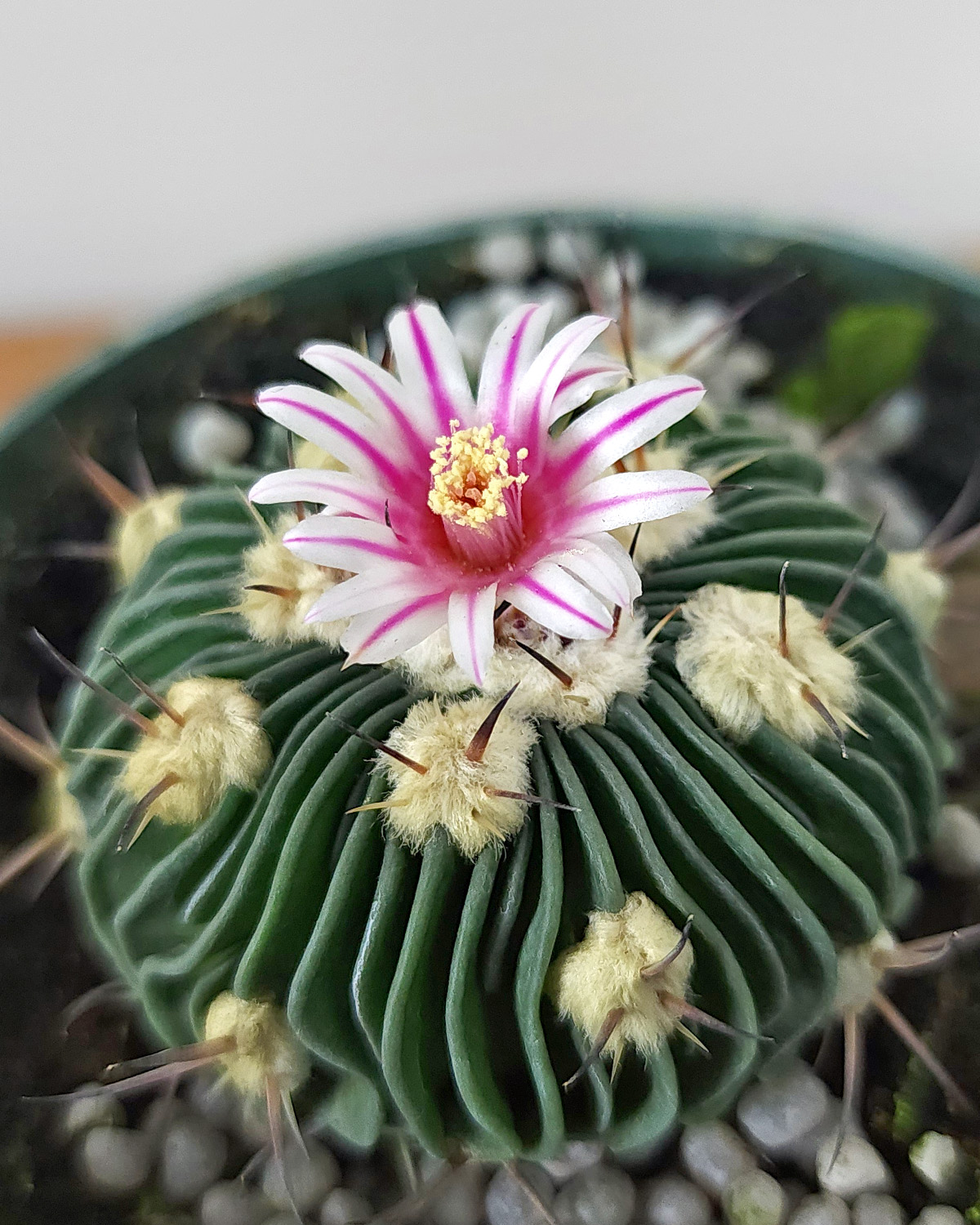 Brain Cactus PlantVine