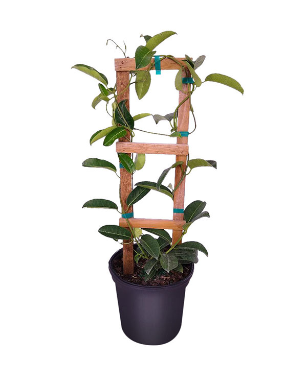 Buy Stephanotis floribunda, Bridal Wreath, Madagascar Jasmine Free
