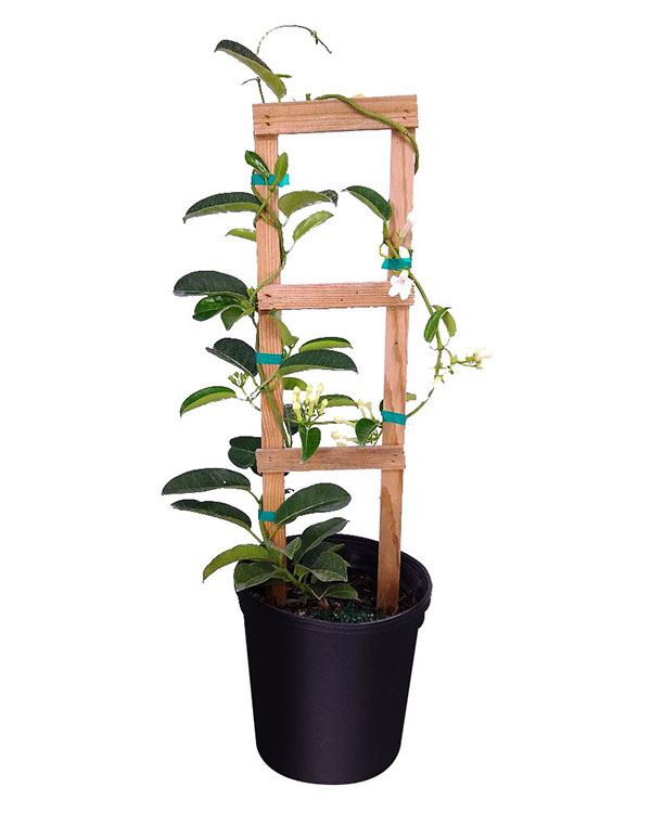 Buy Stephanotis floribunda, Bridal Wreath, Madagascar Jasmine Free