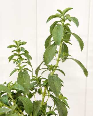 Stevia