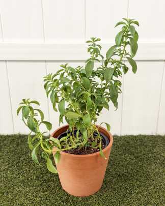 Stevia - Medium