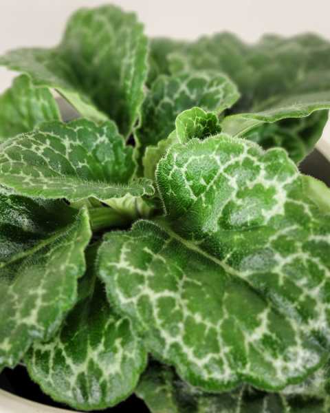 Foliage