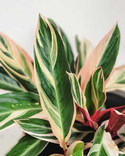 Foliage Foliage