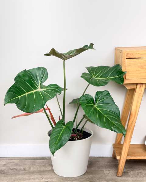 Large