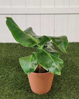 Super Dwarf Cavendish Banana