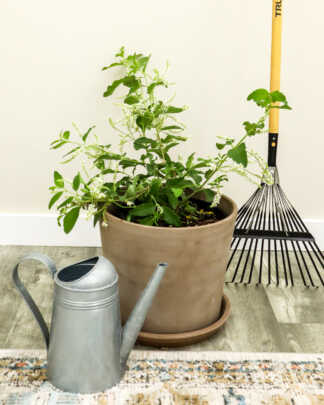 sweet almond verbena