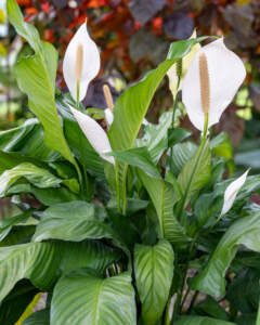 Sweet Pablo Peace Lily