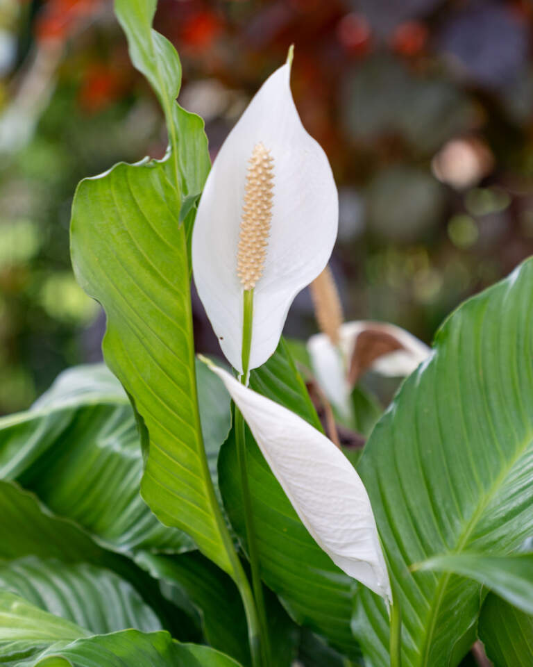 Spathiphyllum ‘Sweet Pablo’, Peace Lily | PlantVine