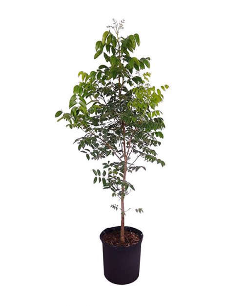 Buy Swietenia mahagoni, Mahogany Tree Free Shipping over 100