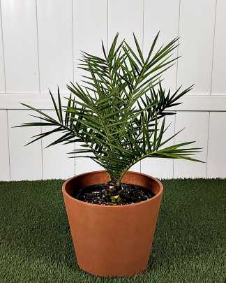Sylvester Date Palm - Large