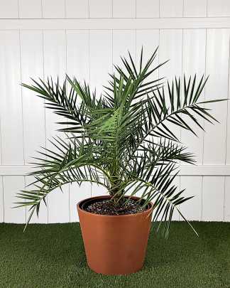 Sylvester Date Palm - Extra Large