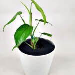 Syngonium Chiapense