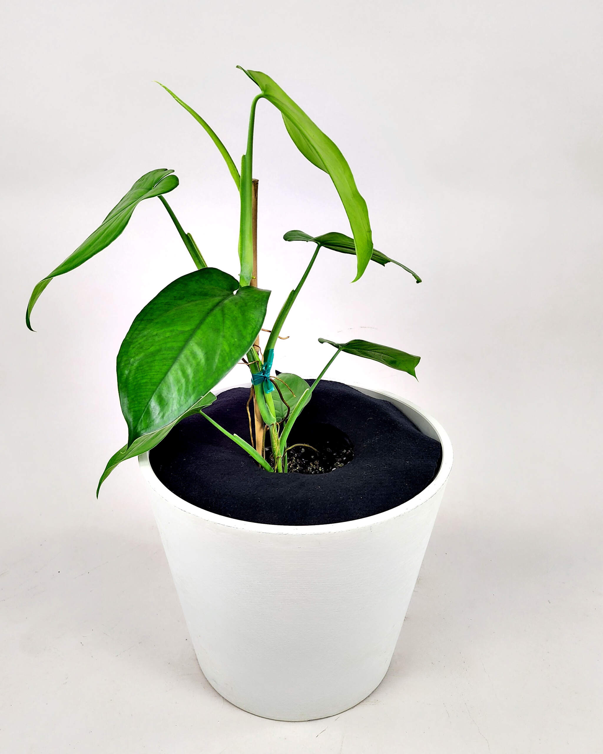 Syngonium chiapense | PlantVine