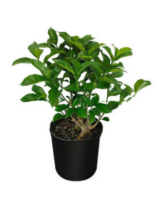 tabernaemontana divaricata 3g